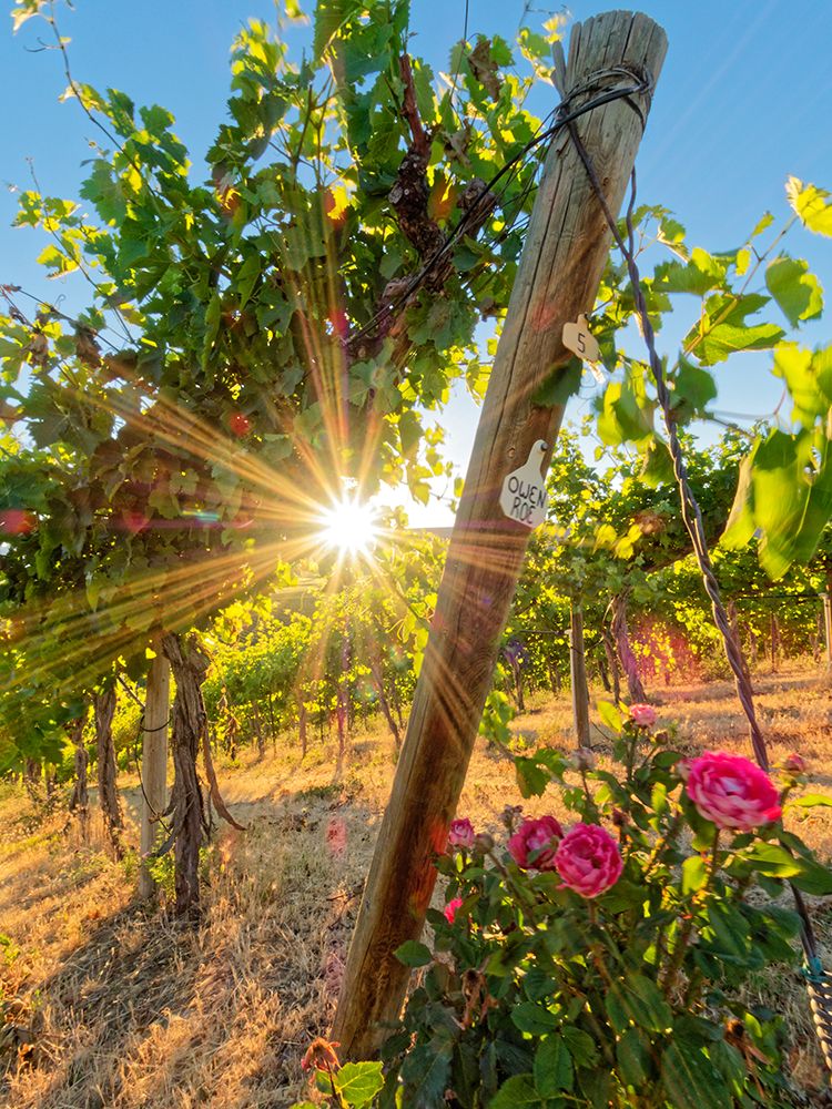 Bright sunlight streaming through the grape vines lined with pink roses at Red Willow Vineyard art print by Julie Eggers for $57.95 CAD