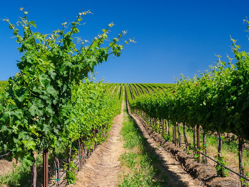 A vineyard carved out of a steep-south-facing slope by the Columbia River-Horse Heaven Hills-WA art print by Julie Eggers for $57.95 CAD