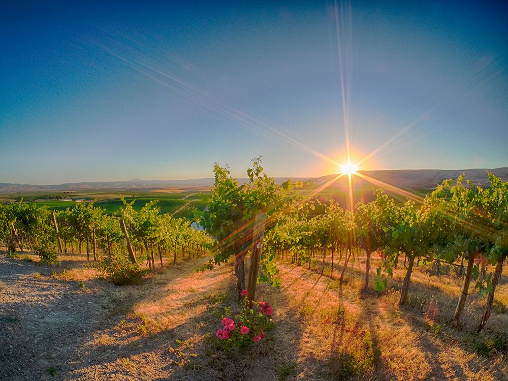 Bright sunlight streaming through the grape vines lined with pink roses at Red Willow Vineyard art print by Julie Eggers for $57.95 CAD