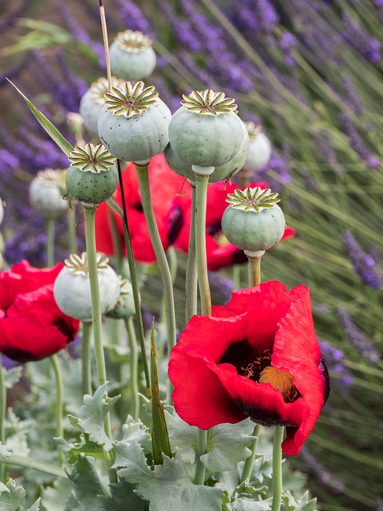 Red poppies and seed heads and lavender at a lavender farm in Sequim-Washington State art print by Julie Eggers for $57.95 CAD