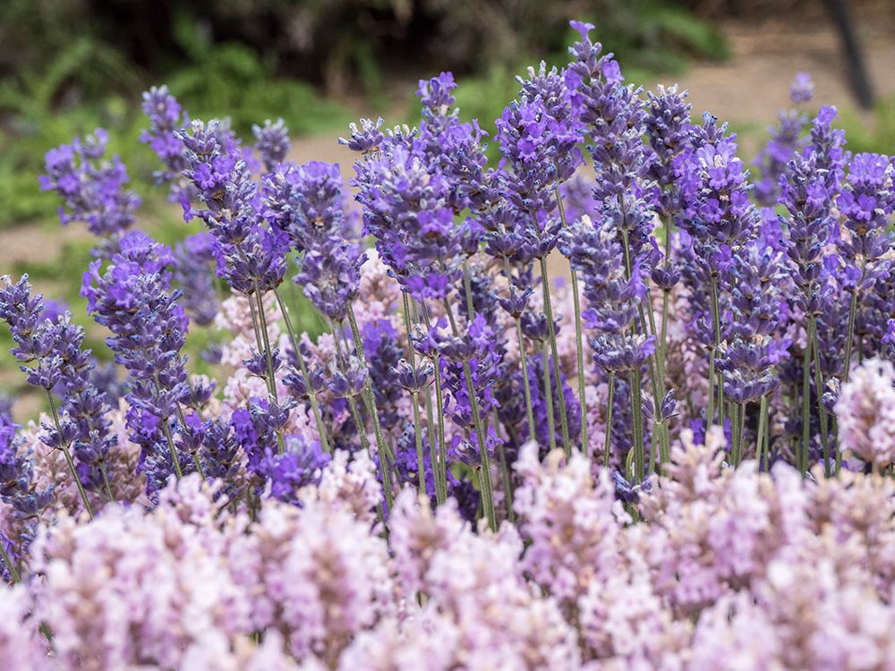 Purple and pink lavender in full bloom at lavender farm in Sequim-Washington State art print by Julie Eggers for $57.95 CAD