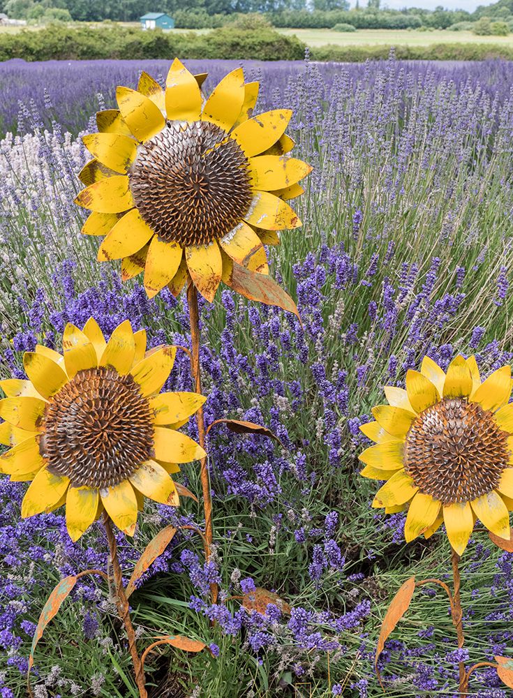 Metal sculptures of sunflowers in a field of blooming lavender in Sequim-Washington State art print by Julie Eggers for $57.95 CAD
