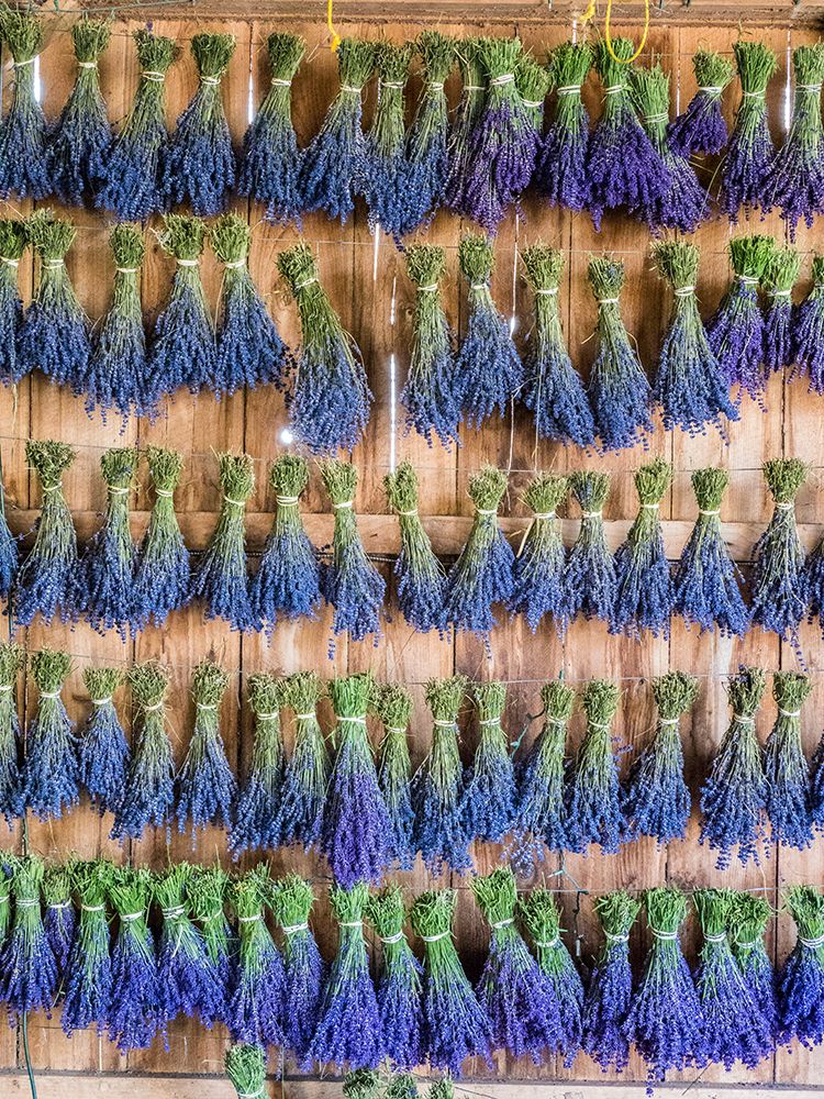 Lavender hanging in a shed to dry after picking at a lavender farm near Sequim-Washington State art print by Julie Eggers for $57.95 CAD