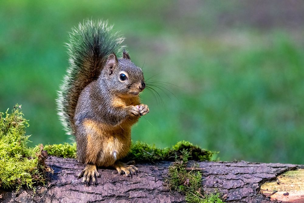 Issaquah-Washington State-USA-Western Gray Squirrel standing on a log eating a peanut art print by Janet Horton for $57.95 CAD