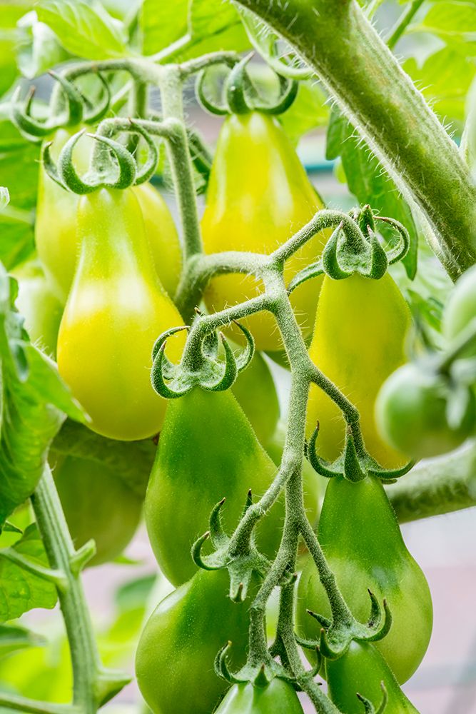 Issaquah-Washington State-USA Heirloom Yellow Pear tomatoes art print by Janet Horton for $57.95 CAD