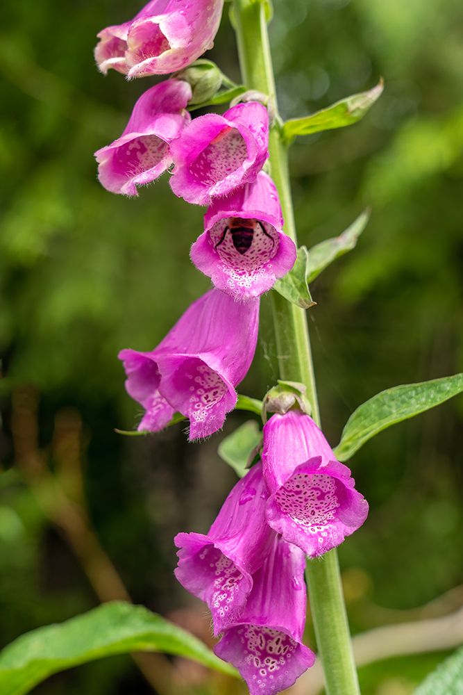 Issaquah-Washington State-USA Common Foxglove (Digitalis purpurea) art print by Janet Horton for $57.95 CAD