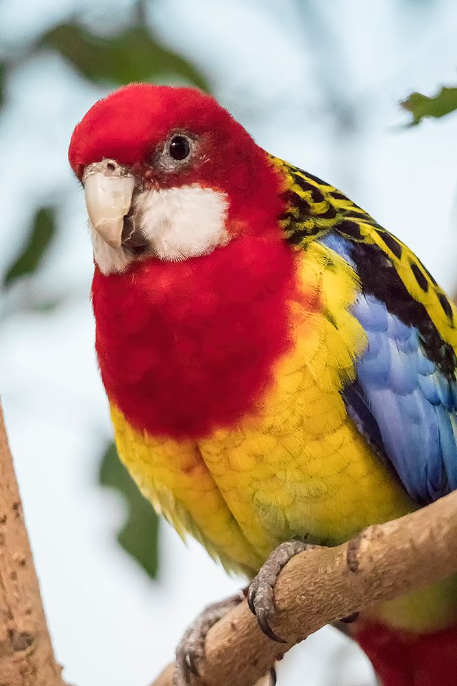 Seattle-Washington State-USA Eastern Rosella art print by Janet Horton for $57.95 CAD