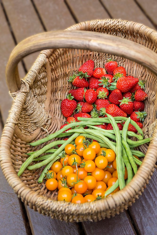 Issaquah-Washington State-USA Basket of freshly picked strawberries art print by Janet Horton for $57.95 CAD