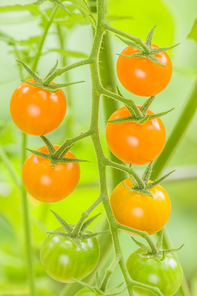 Issaquah-Washington State-USA Cluster of Sun Gold cherry tomatoes art print by Janet Horton for $57.95 CAD