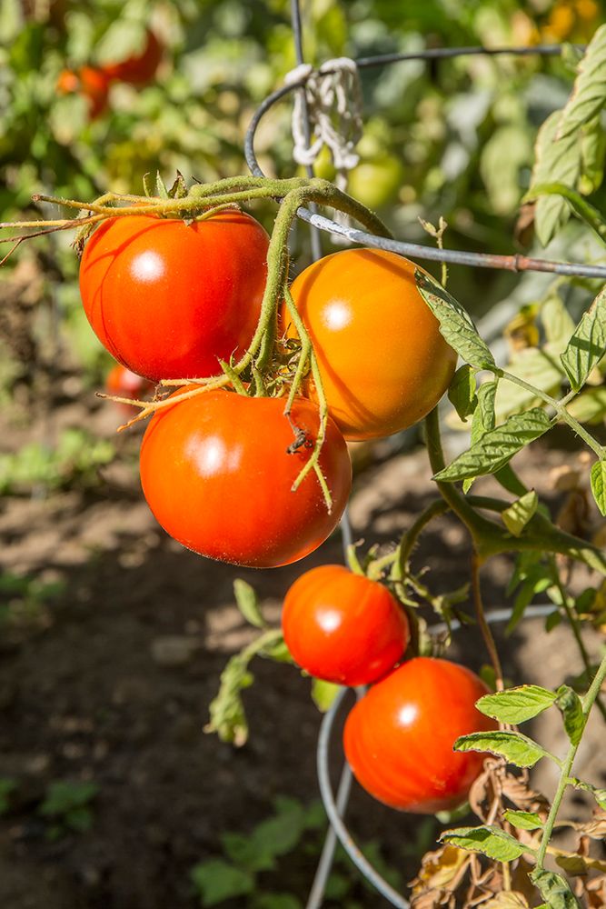 Bellevue-Washington State-USA Ripe Willamette tomatoes on the vine art print by Janet Horton for $57.95 CAD