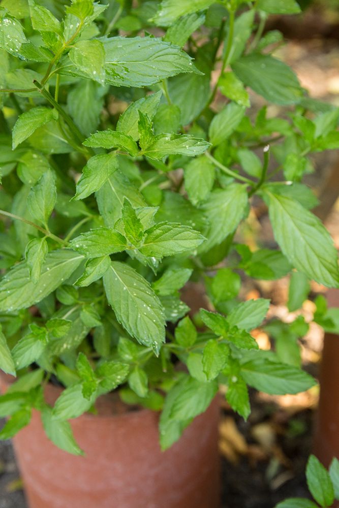 Bellevue-Washington State-USA Spearmint growing in a clay pot art print by Janet Horton for $57.95 CAD