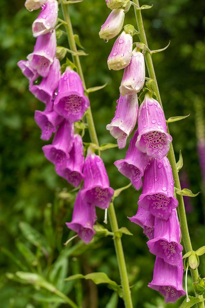 Issaquah-Washington State-USA Common Foxglove (Digitalis purpurea) art print by Janet Horton for $57.95 CAD
