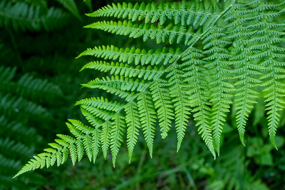 Issaquah-Washington State-USA Lady fern plant art print by Janet Horton for $57.95 CAD