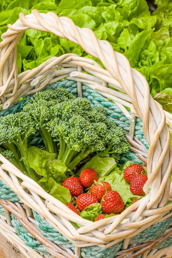 Issaquah-Washington State-USA Basket of freshly harvested Blue Wind broccoli art print by Janet Horton for $57.95 CAD
