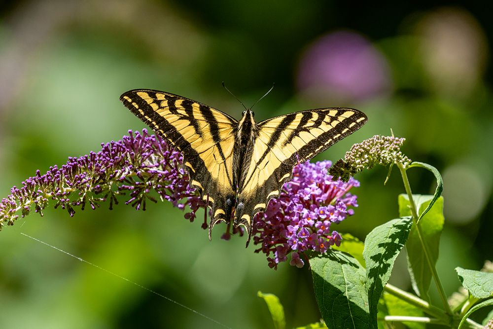Issaquah-Washington State-USA Western Tiger Swallowtail butterfly pollinating a Butterfly Bush art print by Janet Horton for $57.95 CAD