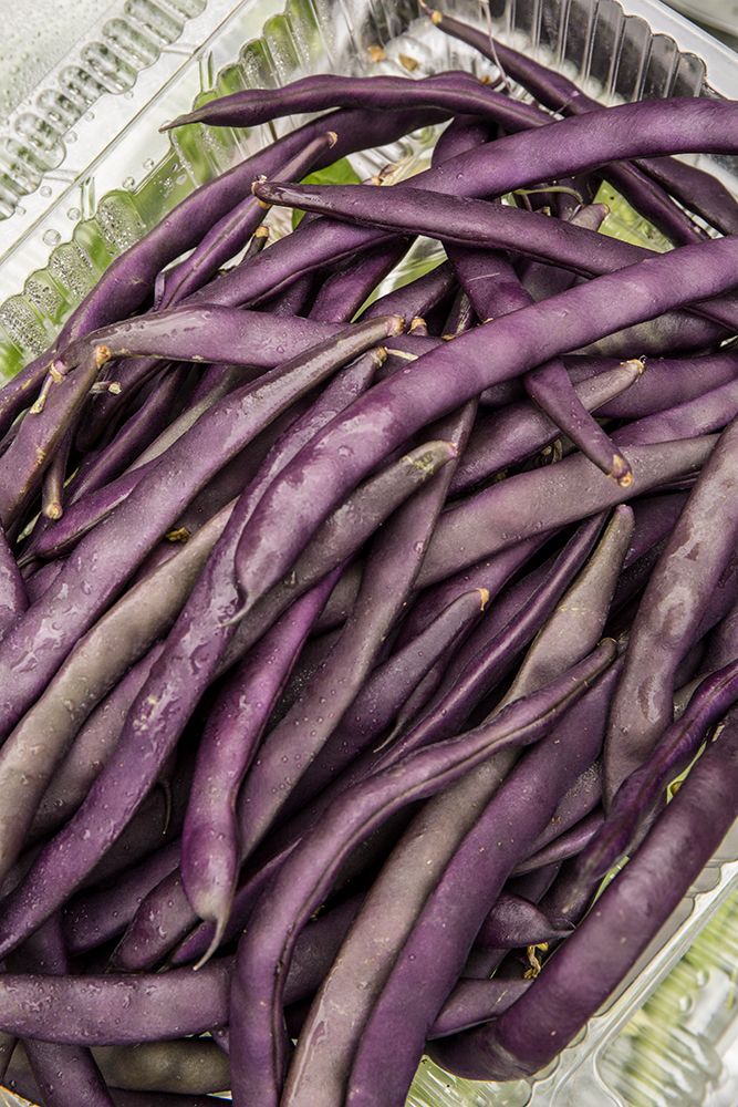 Bellevue-Washington State-USA Freshly harvested Violet Podded Stringless pole beans art print by Janet Horton for $57.95 CAD