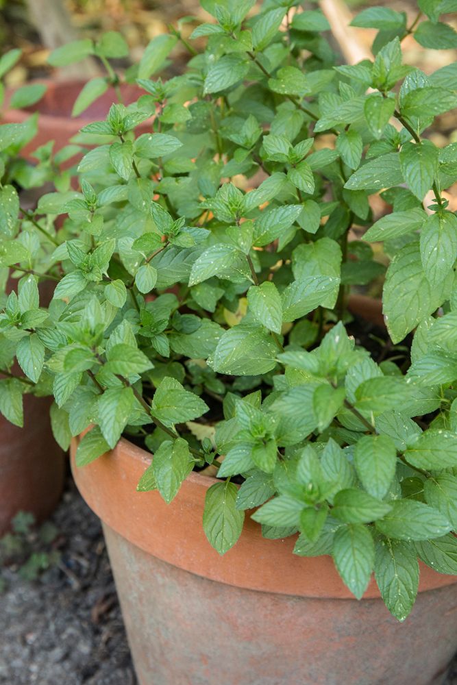 Bellevue-Washington State-USA Chocolate mint plants growing in a container garden art print by Janet Horton for $57.95 CAD