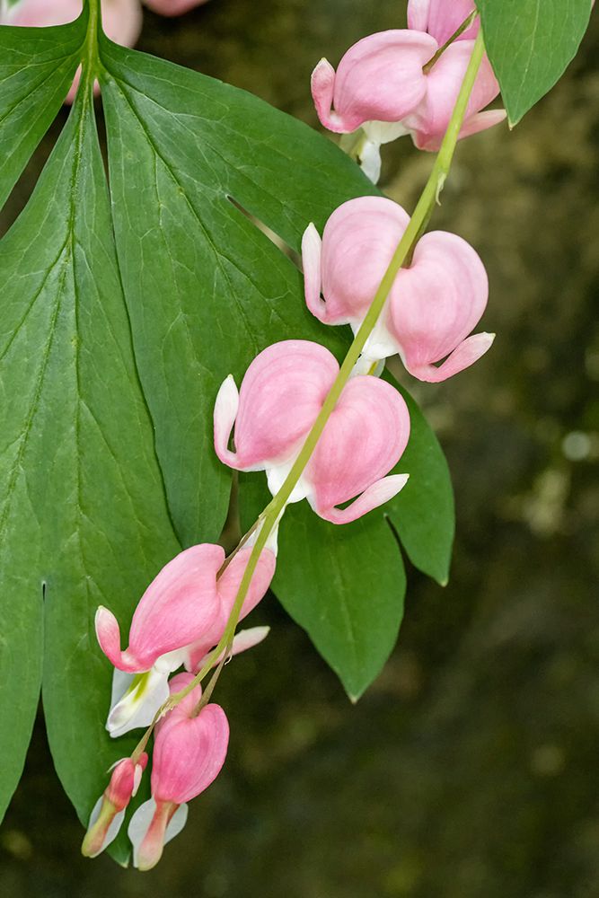 Issaquah-Washington State-USA Bleeding Heart (Lamprocapnos spectabilis) flowers art print by Janet Horton for $57.95 CAD