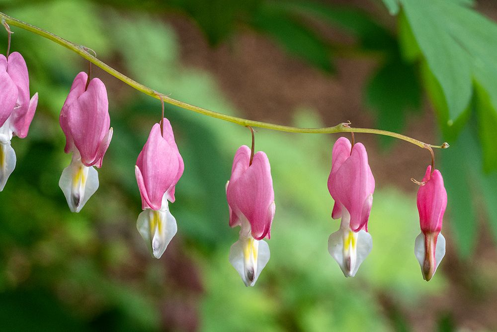 Issaquah-Washington State-USA Bleeding Heart (Lamprocapnos spectabilis) flowers art print by Janet Horton for $57.95 CAD