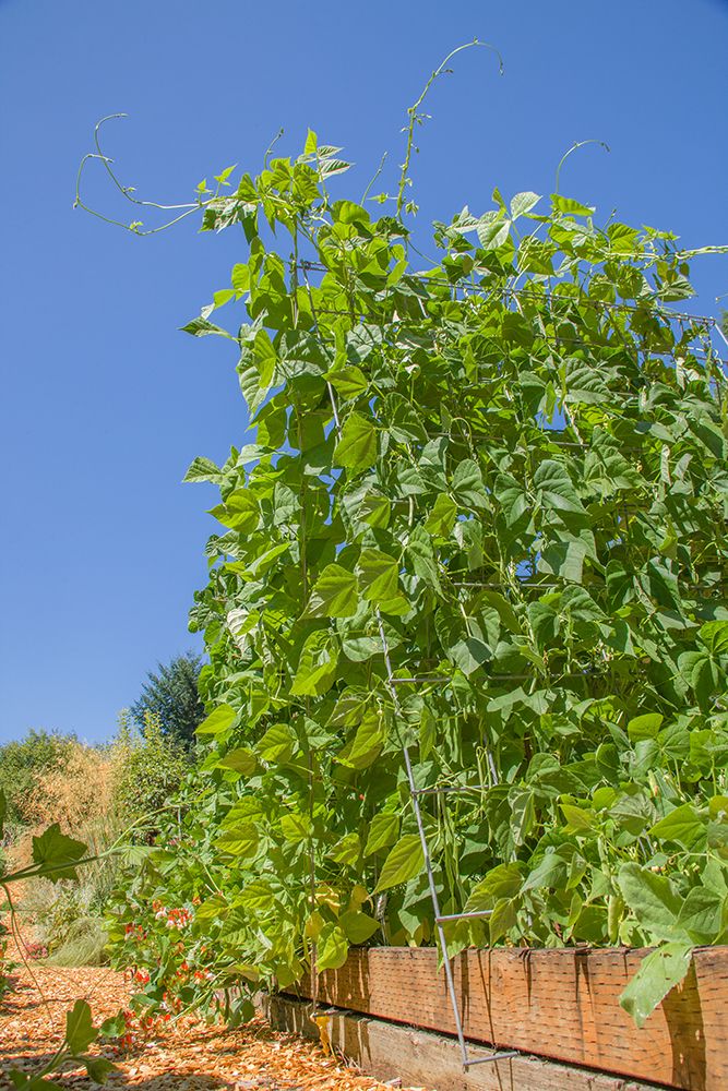 Bellevue-Washington State-USA Super Marconi pole beans growing on a trellis art print by Janet Horton for $57.95 CAD