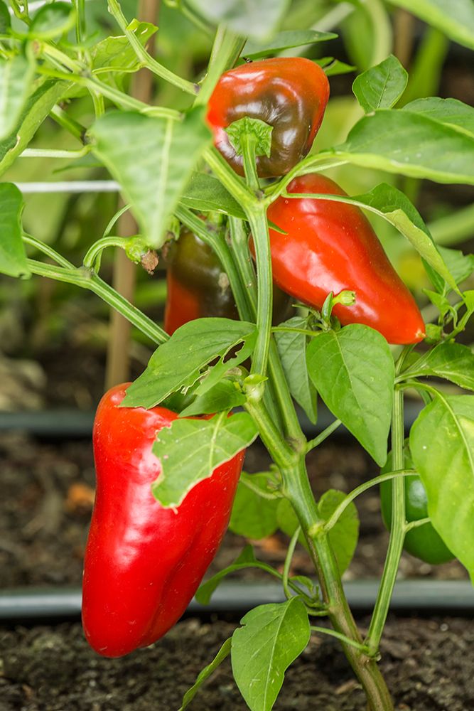 Issaquah-Washington State-USA Bellafina red sweet bell pepper plant growing art print by Janet Horton for $57.95 CAD