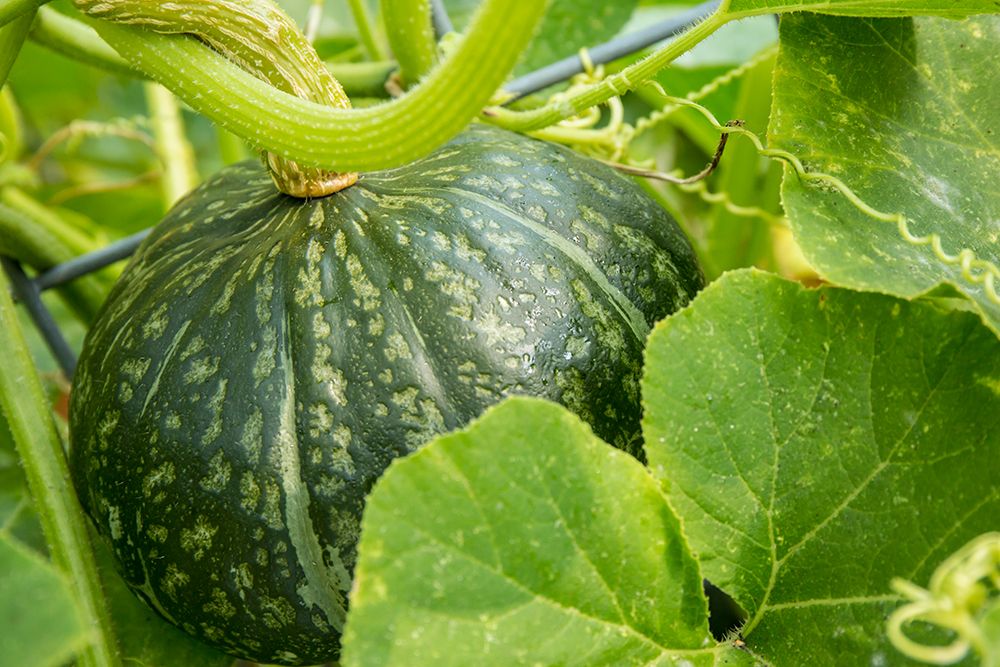 Bellevue-Washington State-USA Discus Bush Buttercup Squash growing art print by Janet Horton for $57.95 CAD