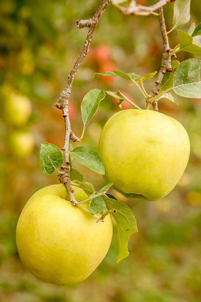 Wenatchee-Washington State-USA Golden Delicious Apples on the tree art print by Janet Horton for $57.95 CAD