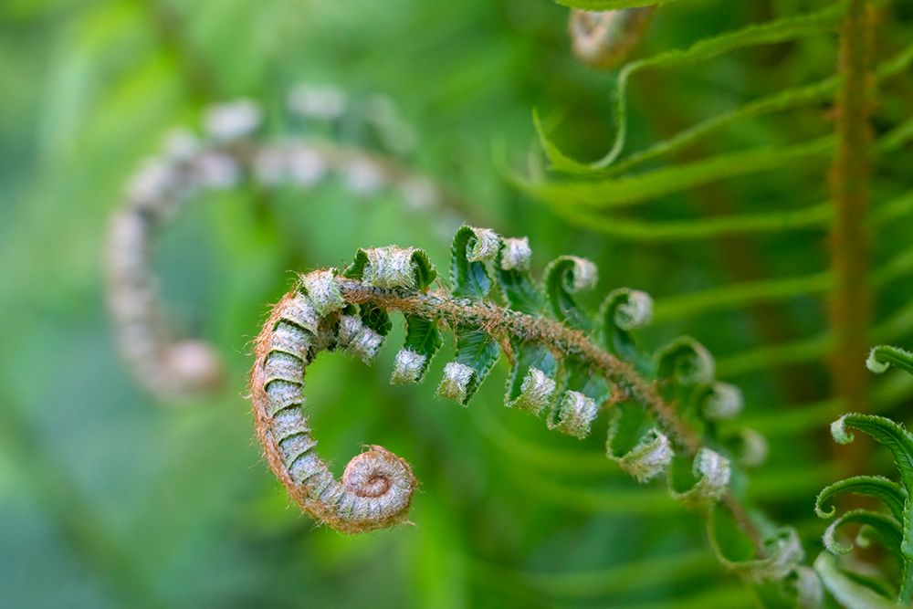 Issaquah-Washington State-USA Lady fern plant in early spring art print by Janet Horton for $57.95 CAD