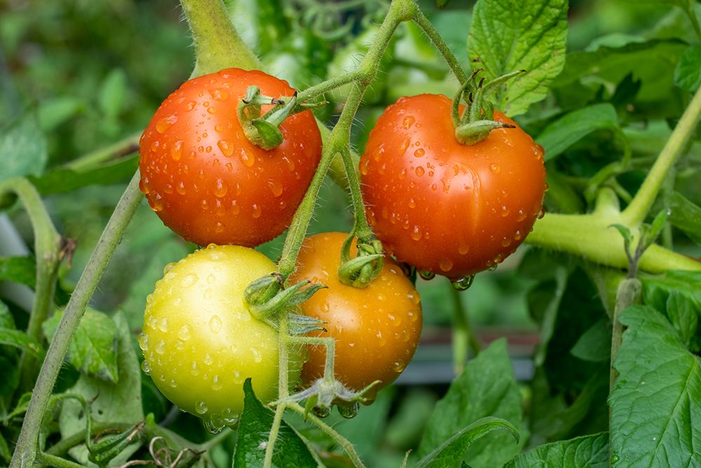 Issaquah-Washington State-USA Matina heirloom tomato plant art print by Janet Horton for $57.95 CAD