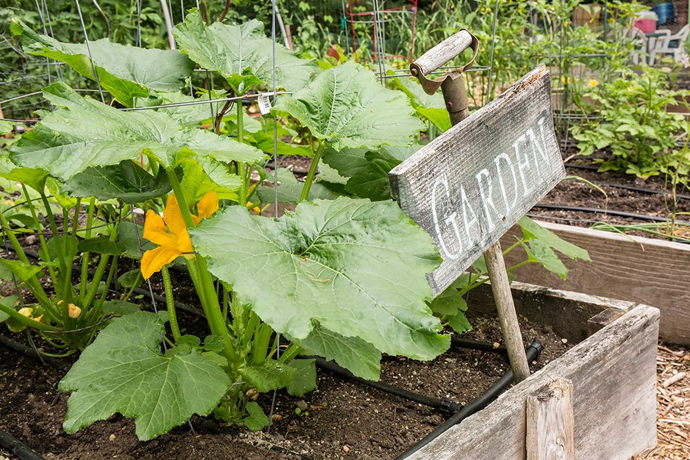 Issaquah-Washington State-USA Squash plant with blossom art print by Janet Horton for $57.95 CAD