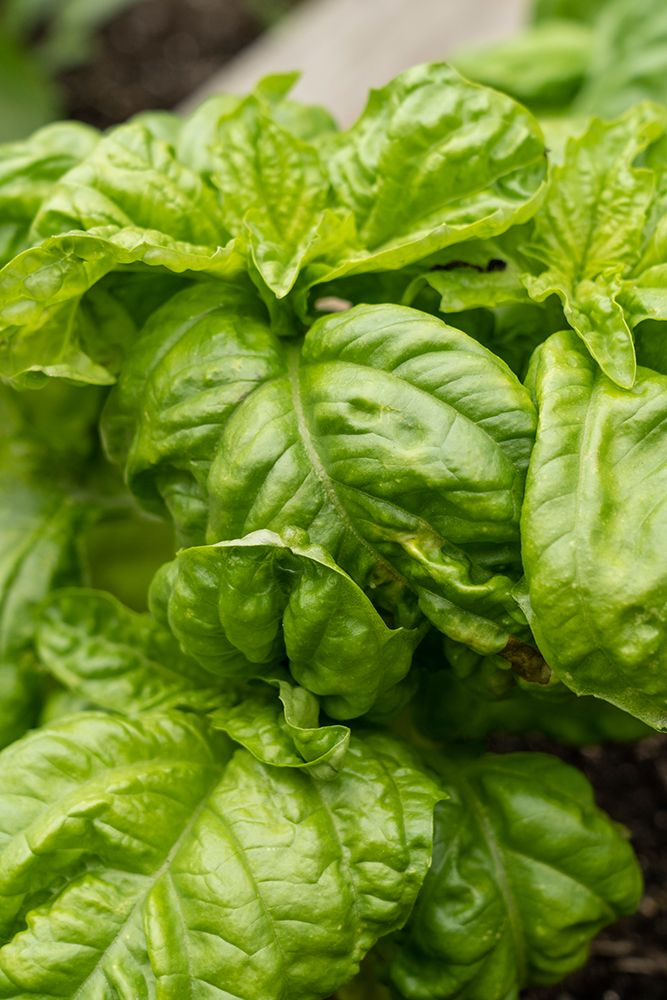 Bellevue-Washington State-USA Mammoth Sweet Basil plant art print by Janet Horton for $57.95 CAD