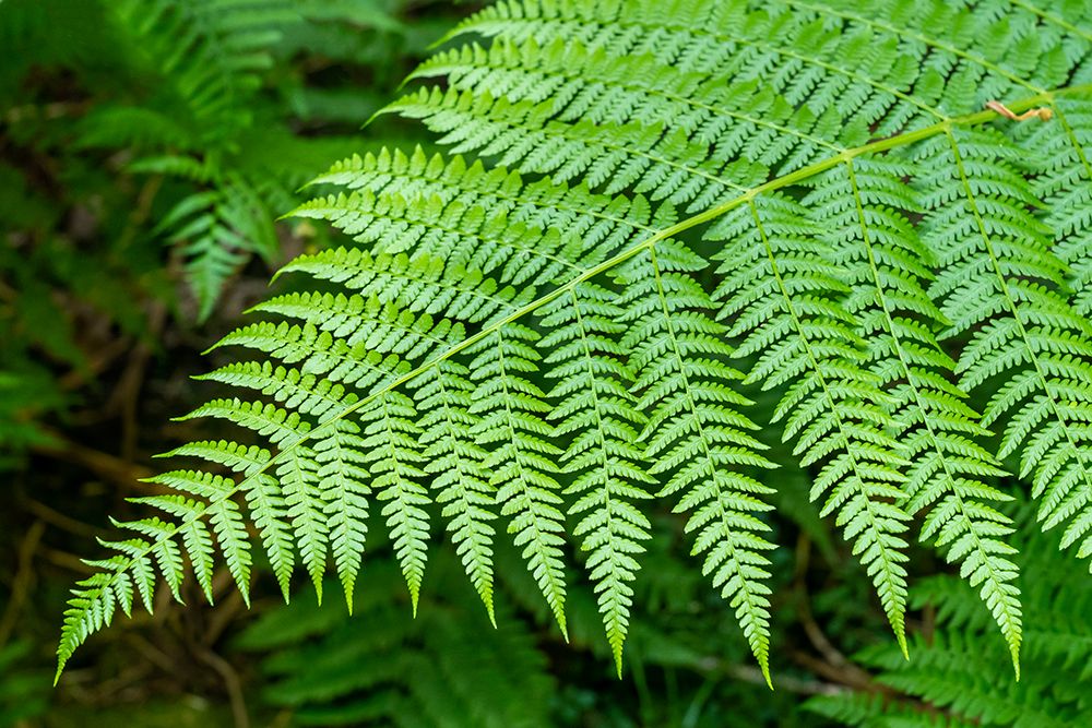 Issaquah-Washington State-USA Lady Fern frond art print by Janet Horton for $57.95 CAD