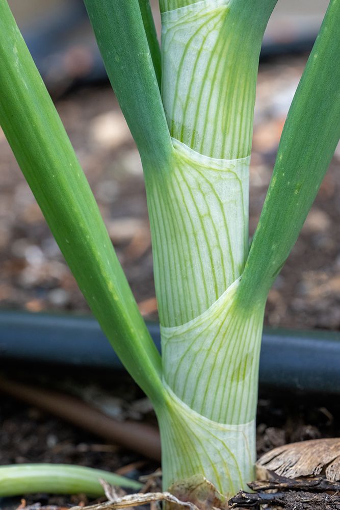 Issaquah- Washington State- USA. Close-up of an onion stalk art print by Janet Horton for $57.95 CAD