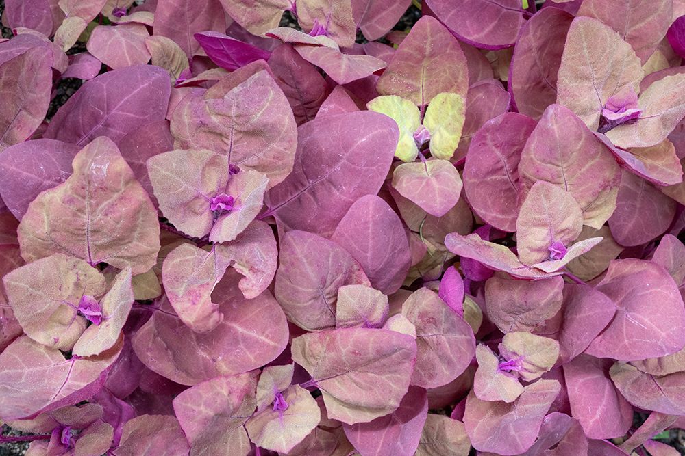 Issaquah- Washington State- USA. Red Orach or Purple Mountain Spinach plants art print by Janet Horton for $57.95 CAD