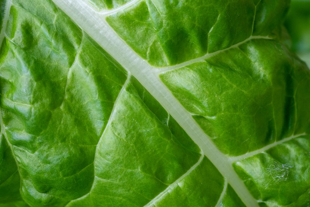 Issaquah- Washington State- USA. Close-up of Fordhook giant Swiss chard leaf art print by Janet Horton for $57.95 CAD