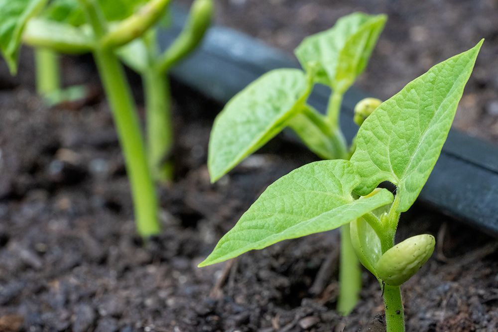 Issaquah- Washington State- USA. Malibu pole bean plants grown from seed- having just emerged. art print by Janet Horton for $57.95 CAD