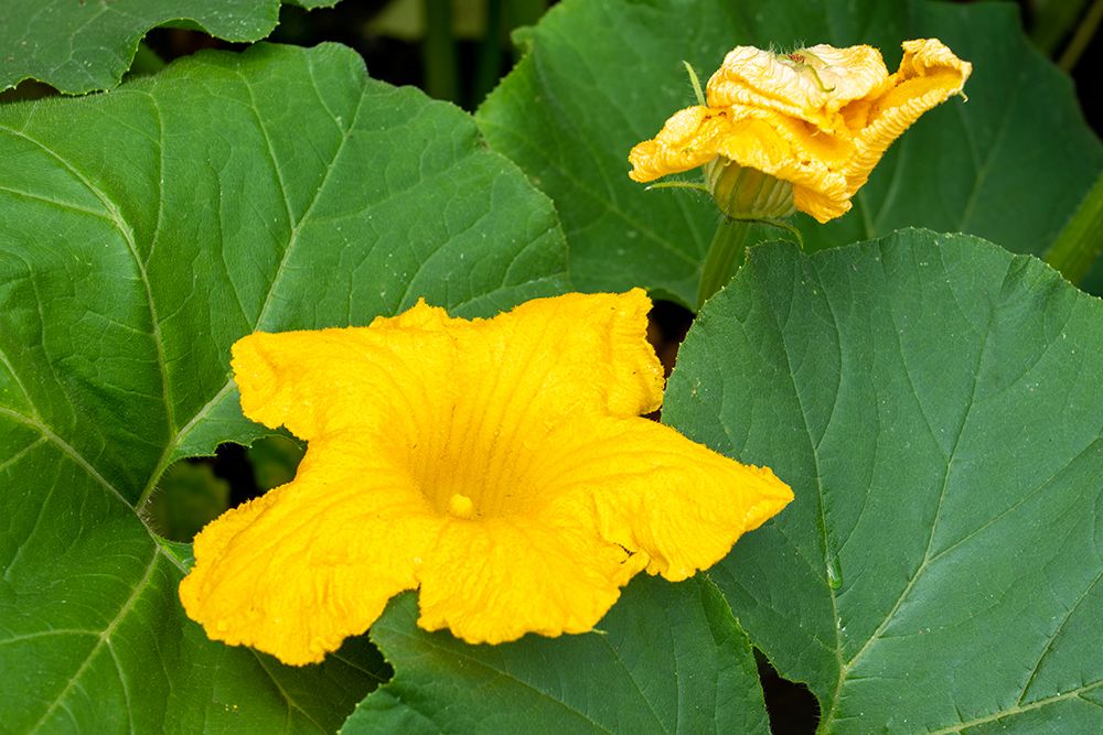 Issaquah- Washington State- USA. Blossom on a summer squash plant. art print by Janet Horton for $57.95 CAD