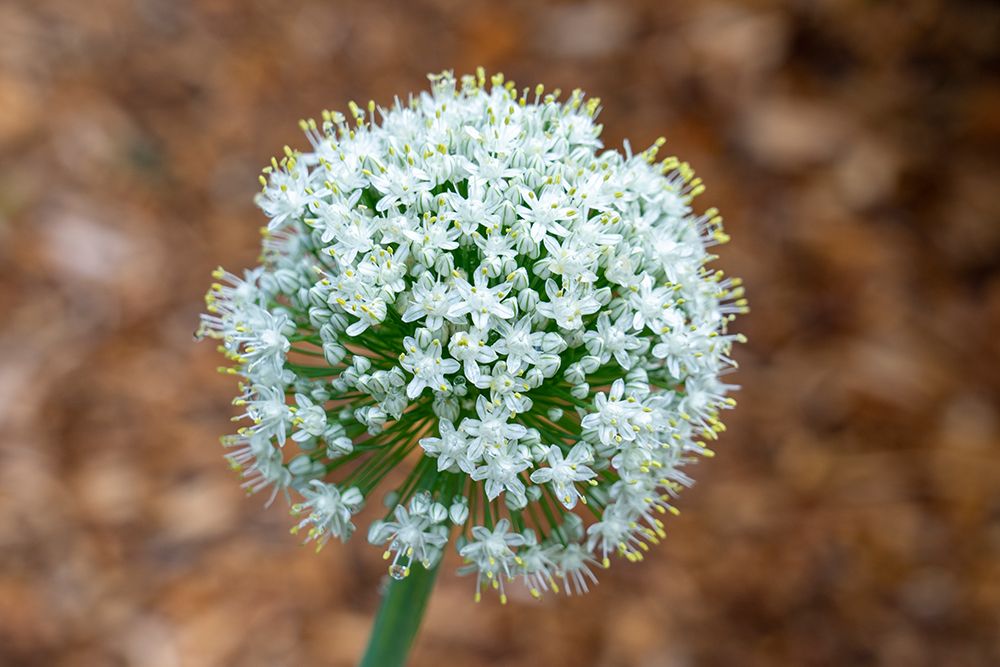 Issaquah- Washington State- USA. Onion plant bolting- or gone to seed. art print by Janet Horton for $57.95 CAD