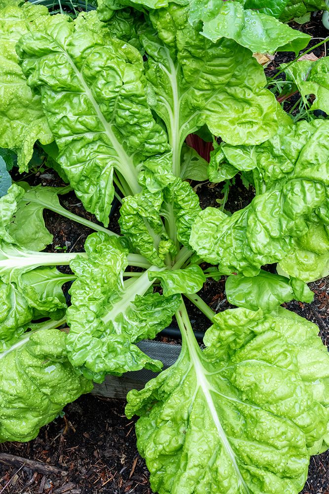 Issaquah- Washington State- USA. Fordhook giant Swiss chard plant art print by Janet Horton for $57.95 CAD