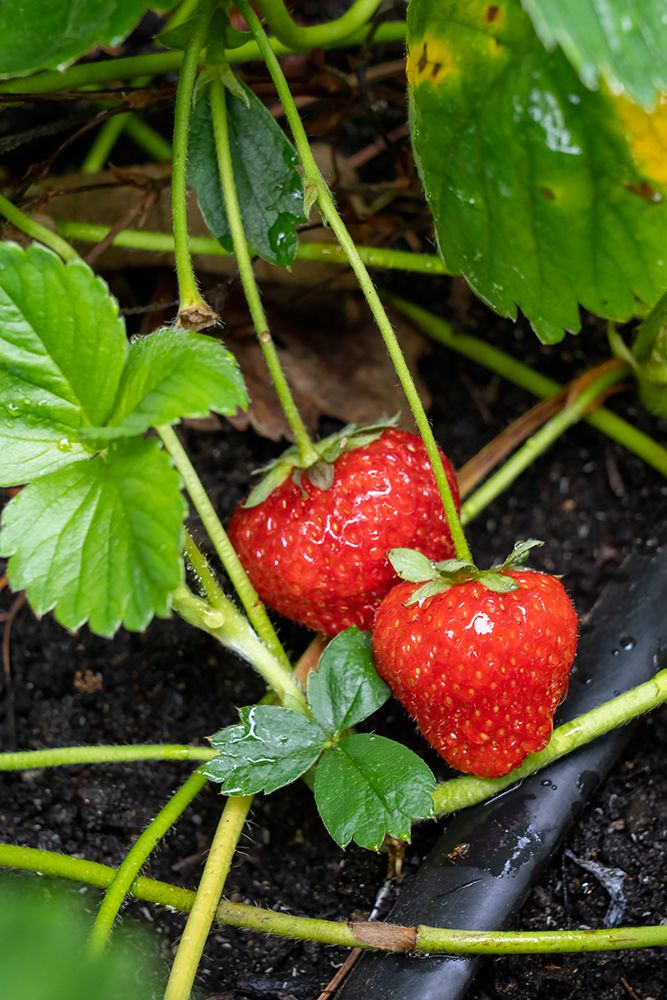 Issaquah- Washington State- USA. Ripe strawberries ready to harvest art print by Janet Horton for $57.95 CAD