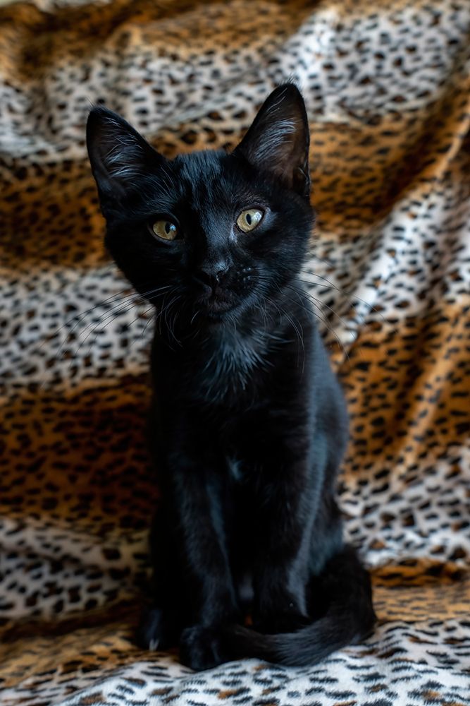 Two month old black kitten art print by Janet Horton for $57.95 CAD