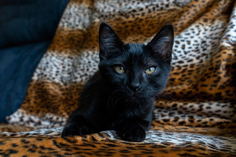 Two month old black kitten art print by Janet Horton for $57.95 CAD