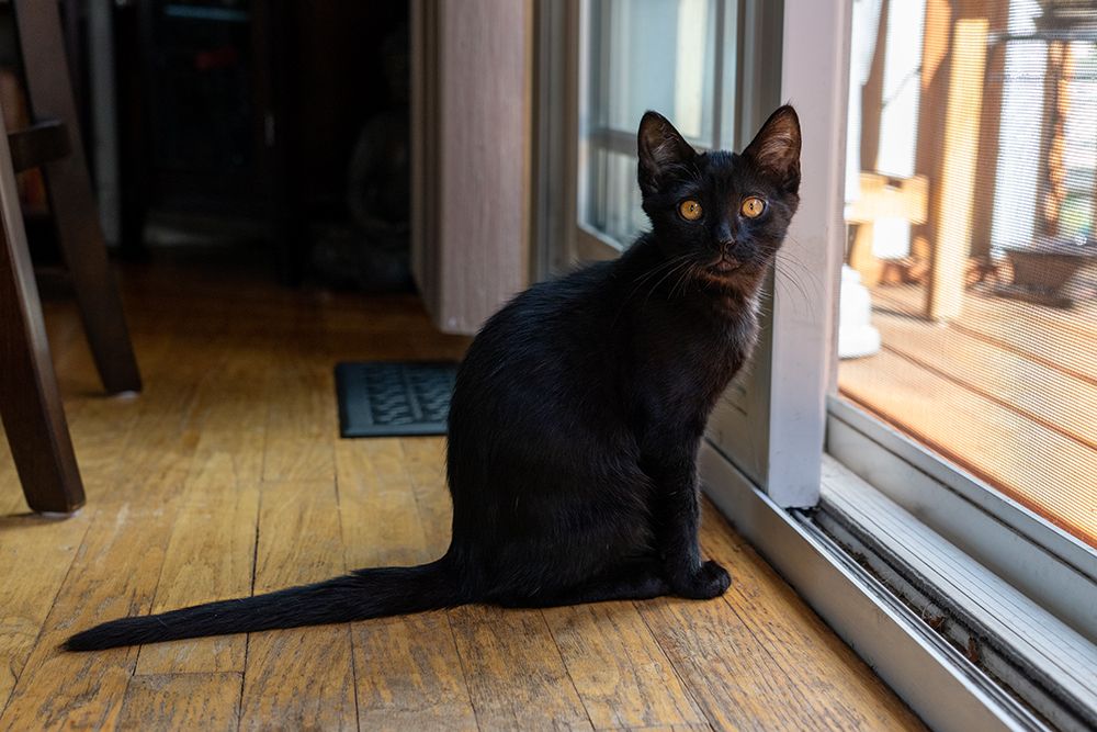 Two month old black kitten sitting by a sliding glass door art print by Janet Horton for $57.95 CAD