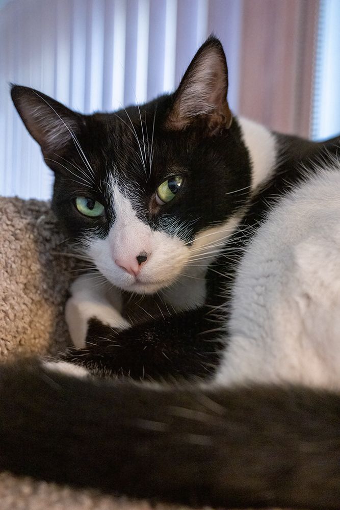Black and white cat resting on its cat tower art print by Janet Horton for $57.95 CAD