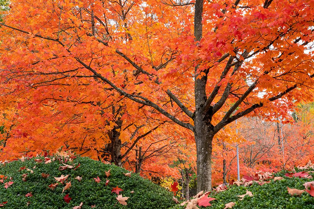 Renton- Washington State- USA. Colorful red maple trees in Autumn art print by Janet Horton for $57.95 CAD