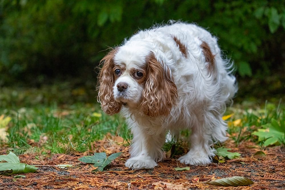 Issaquah- Washington State- USA. Sad-looking- elderly Cavalier King Charles Spaniel art print by Janet Horton for $57.95 CAD