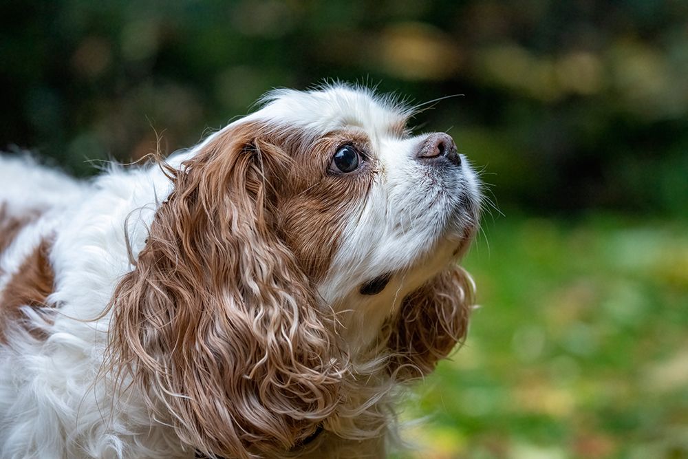 Issaquah- Washington State- USA. Elderly Cavalier King Charles Spaniel sniffing the air. art print by Janet Horton for $57.95 CAD