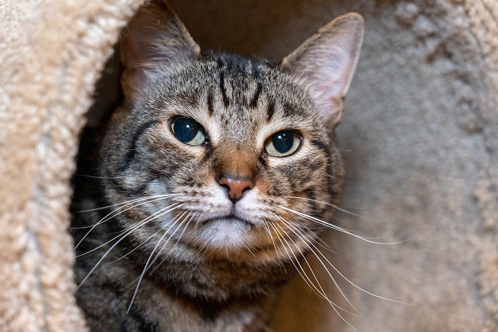 Issaquah- Washington State- USA. Ten year old American short-haired cat. art print by Janet Horton for $57.95 CAD
