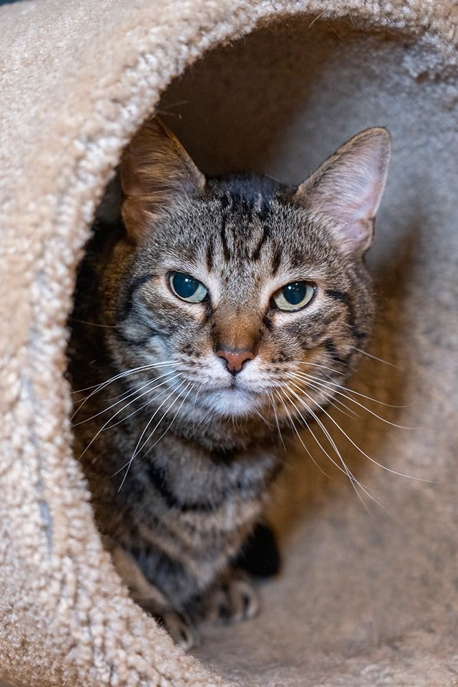 Issaquah- Washington State- USA. Ten year old American short-haired cat. art print by Janet Horton for $57.95 CAD