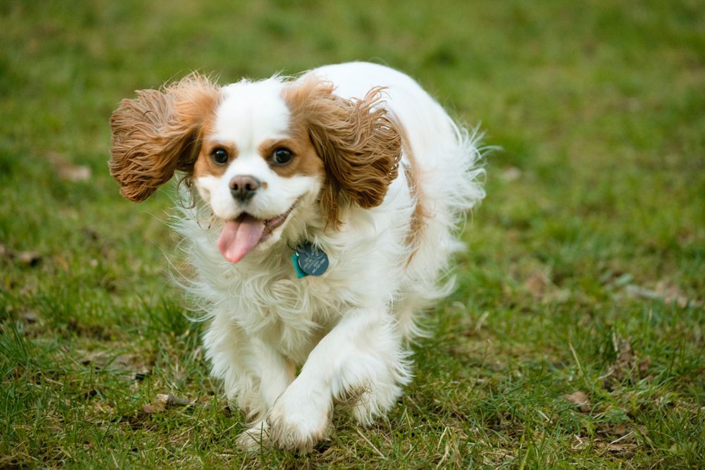 Issaquah-Washington State Two year old Cavalier King Charles Spaniel running art print by Janet Horton for $57.95 CAD